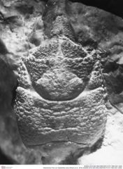 Historisches Foto von Galatheites aiola (Robins et al., 2016) (NHMW-AFW-GEO-BACHMAYER-FOTO-1990-0041-0284)